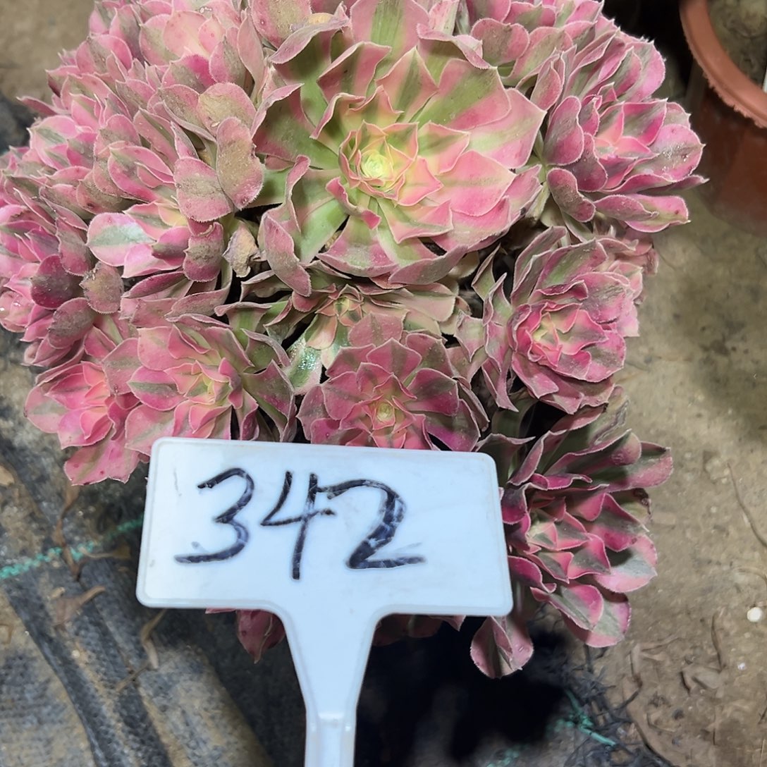 多肉植物粉女巫法师342