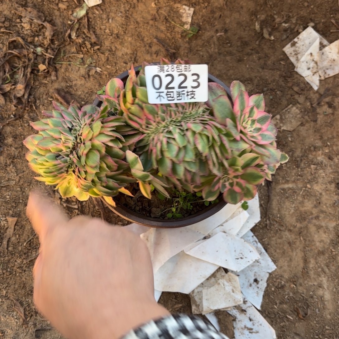 M. 223万白缀多肉12233