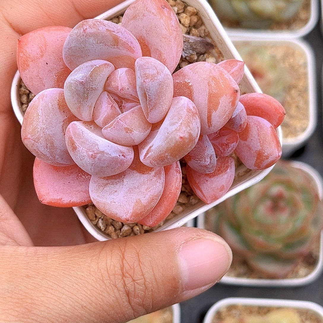 215  玉娇珍妮满18包邮