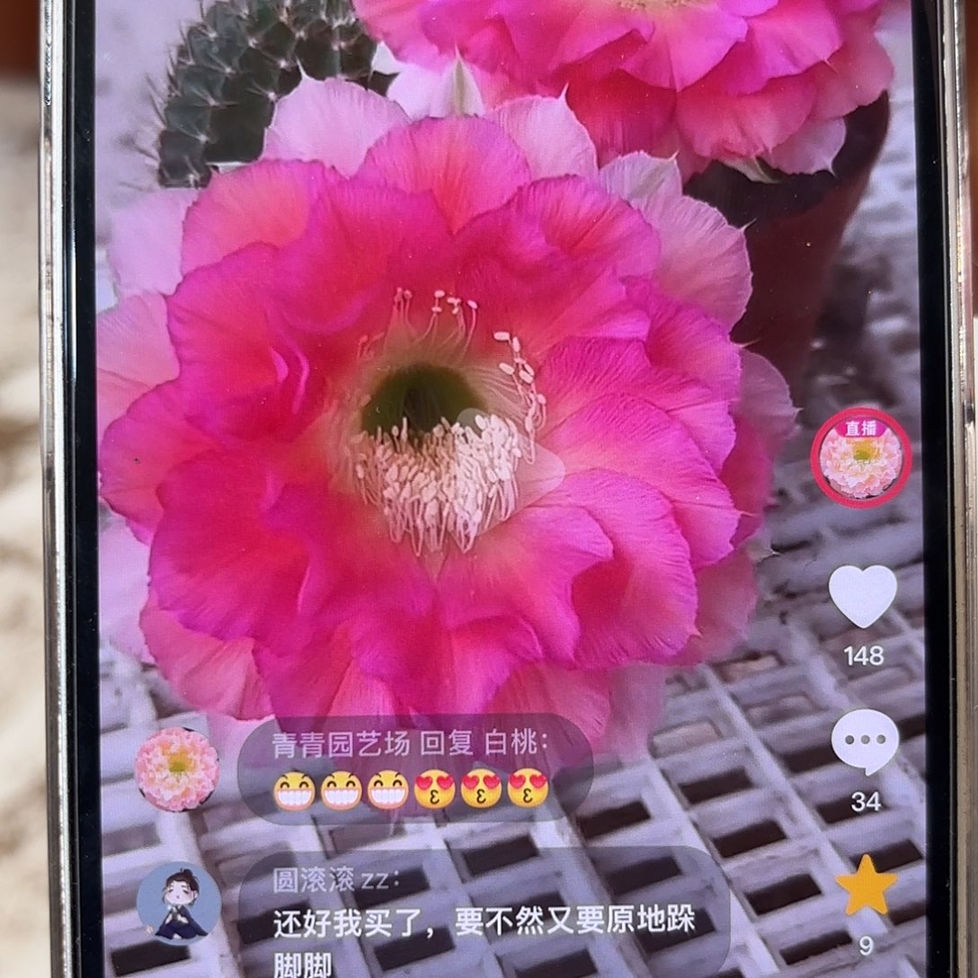 彩草青青女神7-8公分左右