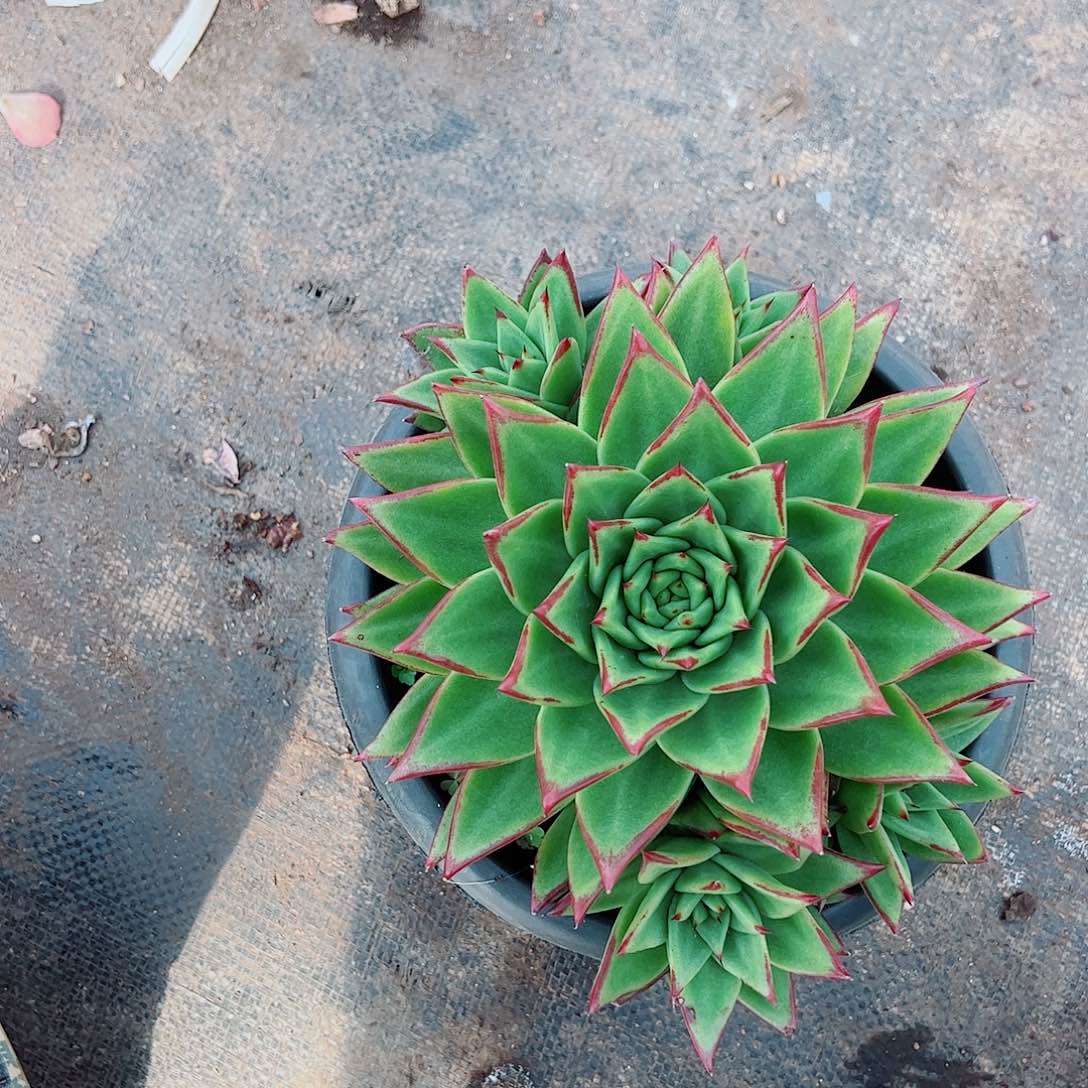 口红大单头带仔精品特价