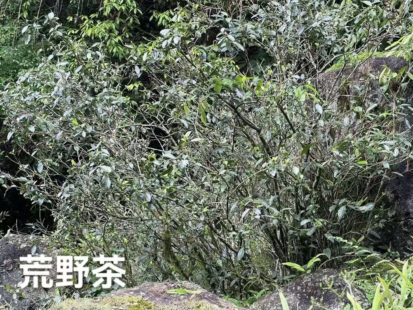 19年贡眉小方片 怀赤诚之心 喝朴素之茶！