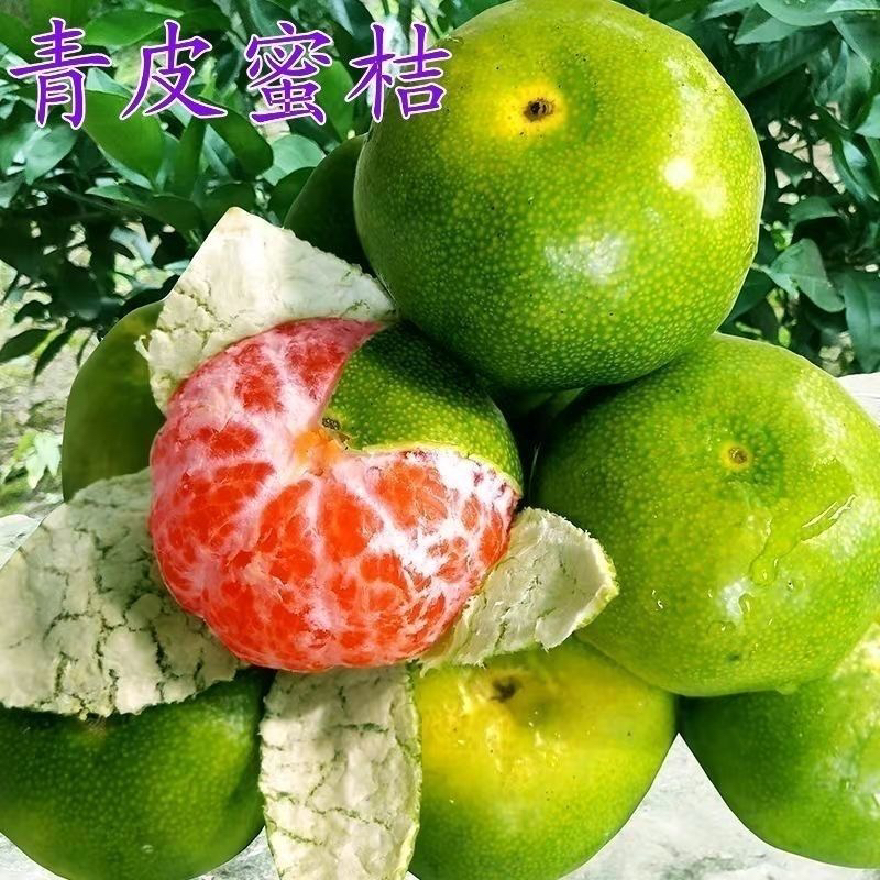 新品种青皮蜜桔苗 日南一号桔苗早熟青柑橘苗 嫁接无核蜜桔子树苗