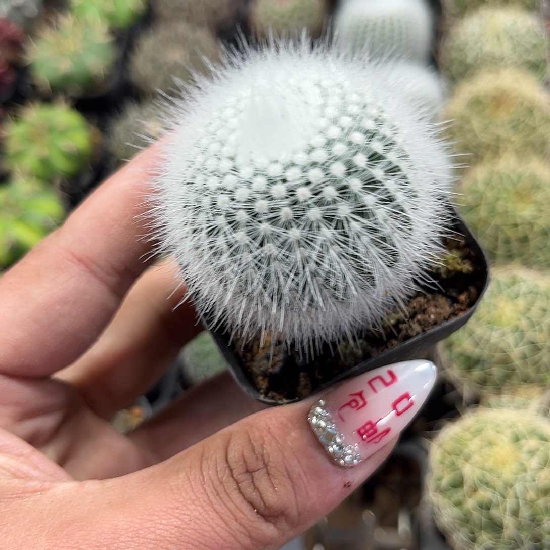 白小丁单头发货单头发