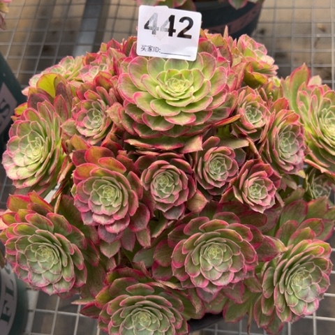 442莲花25厘米左右