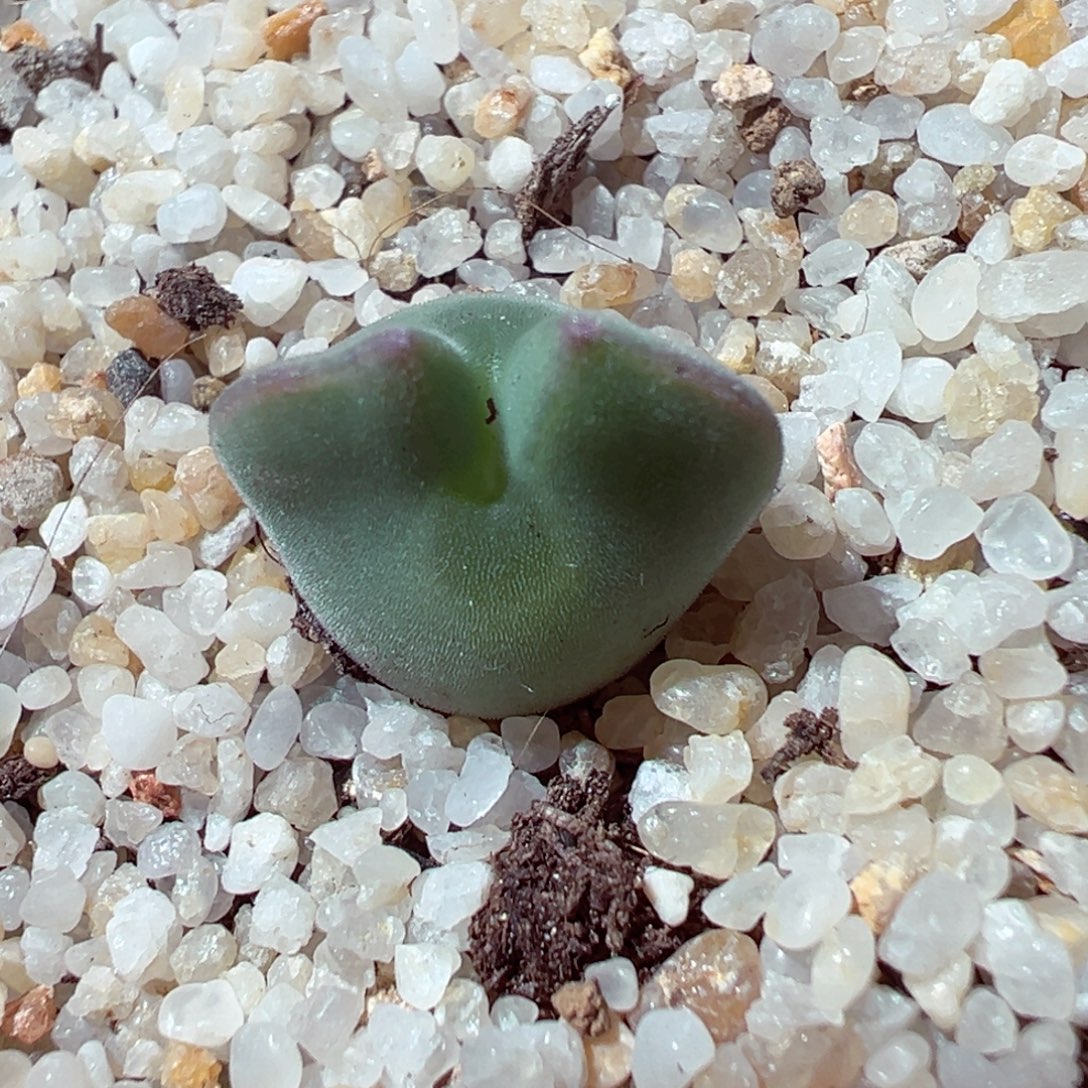 1226-760多肉多日空蝉大眼