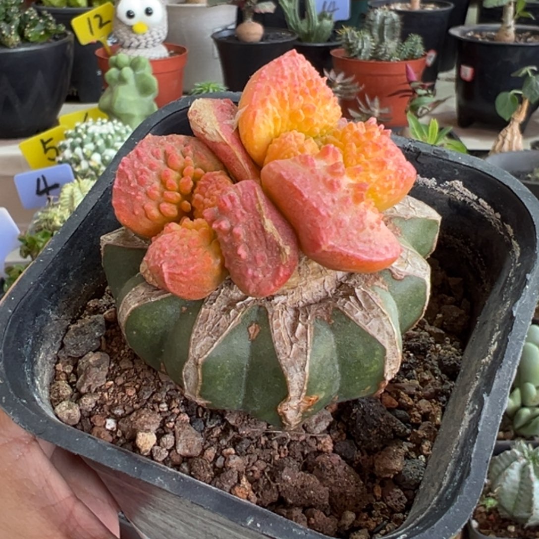 菜花牡丹锦带盆1111111