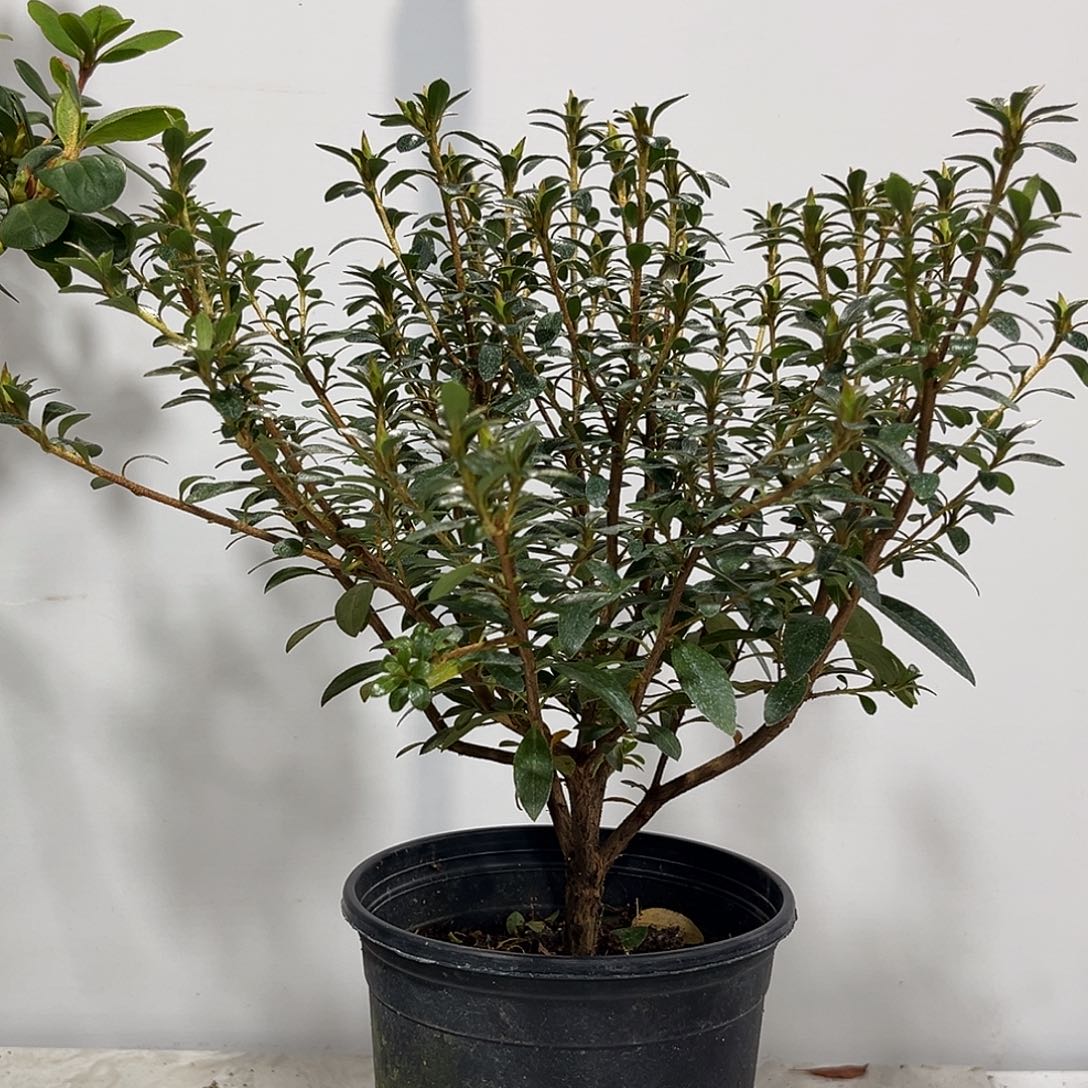 林***柒完全开放小菊之舞