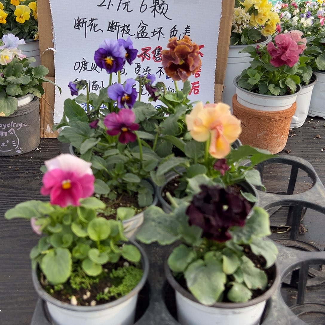 大部分花苞少量开放049号