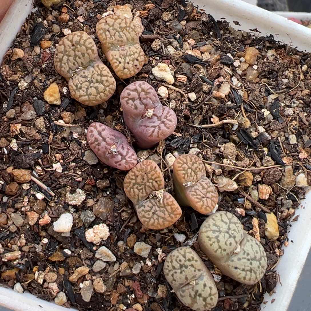 1.20好看的多肉907