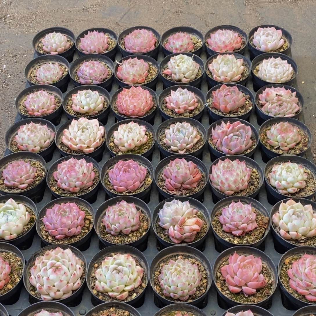 542多肉植物保护研究所