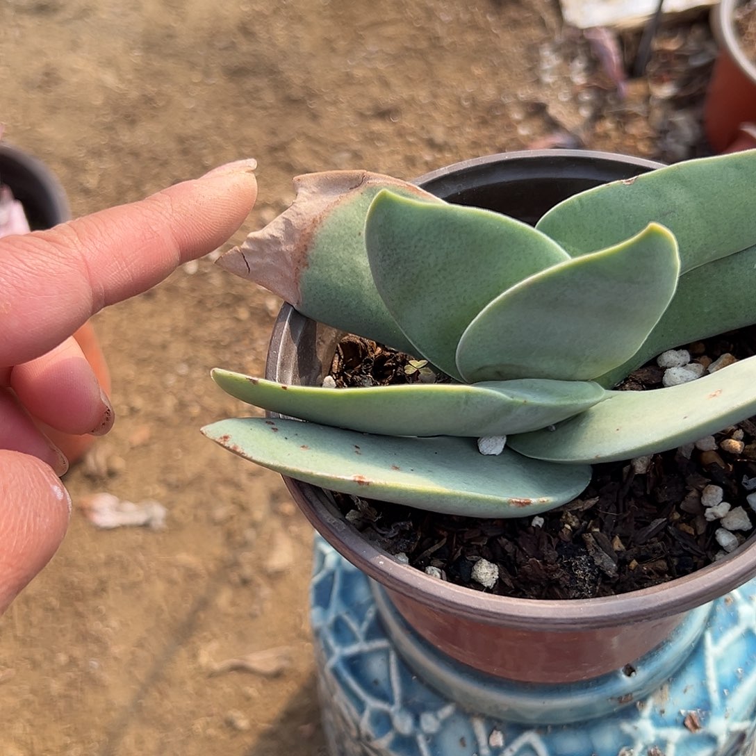 多肉植物神刀单头