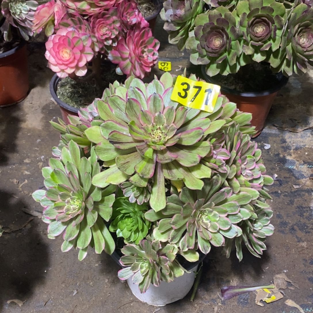 粉黛多肉法师371