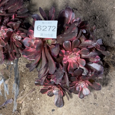 火烧云多肉多肉6272