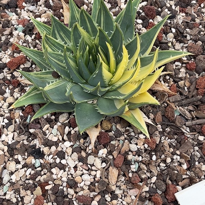 无花朵女王芦荟景