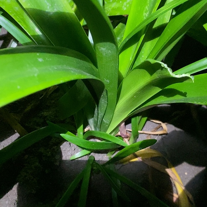 无花朵胖东朱顶红。蔓越莓。5.5带一圈册