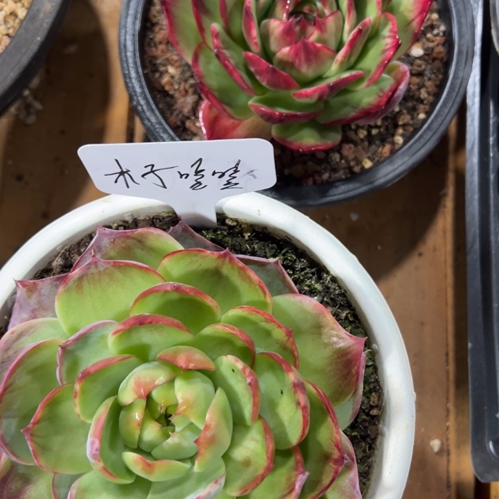 发货木子嘻嘻11111