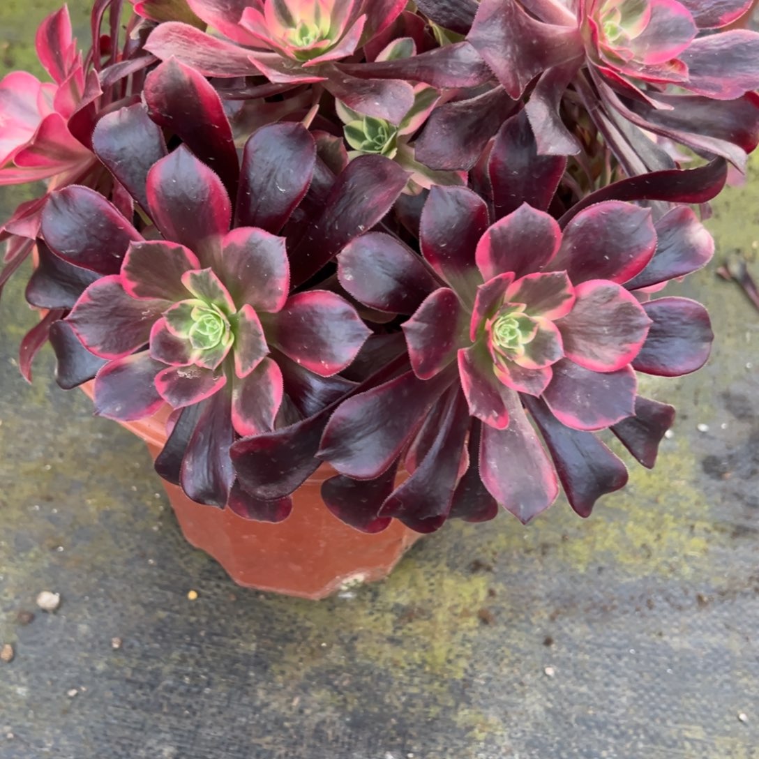 平***康凤冠两个香妃两个砍头