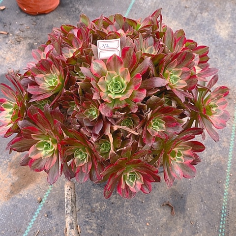 212安娜锦多肉植物