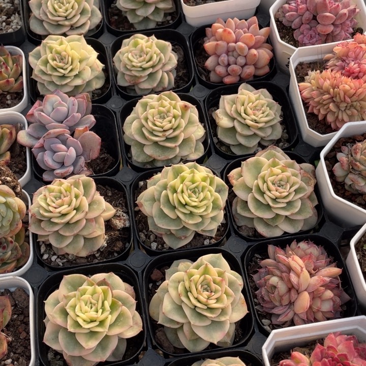 腊牡丹了13.8两盆