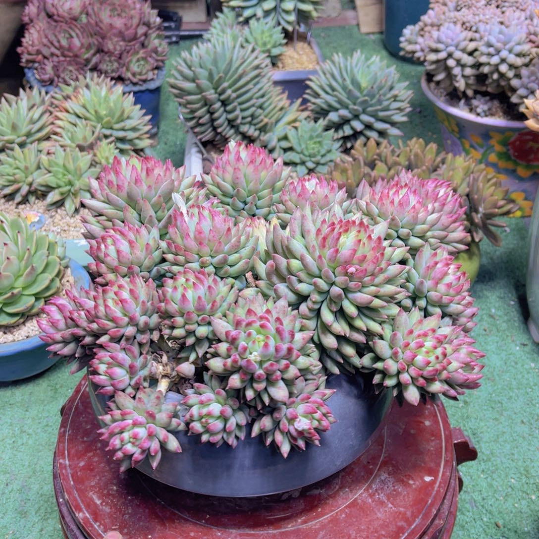 二代虞美人带盆发货物流费到付