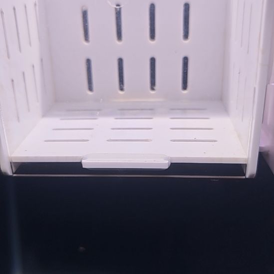 海水鱼焦糖两条尾巴断纹