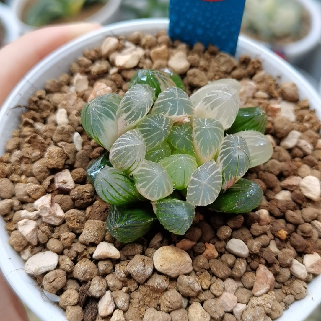 56号糊斑蓝镜玉露锦一物一拍带盆土发货