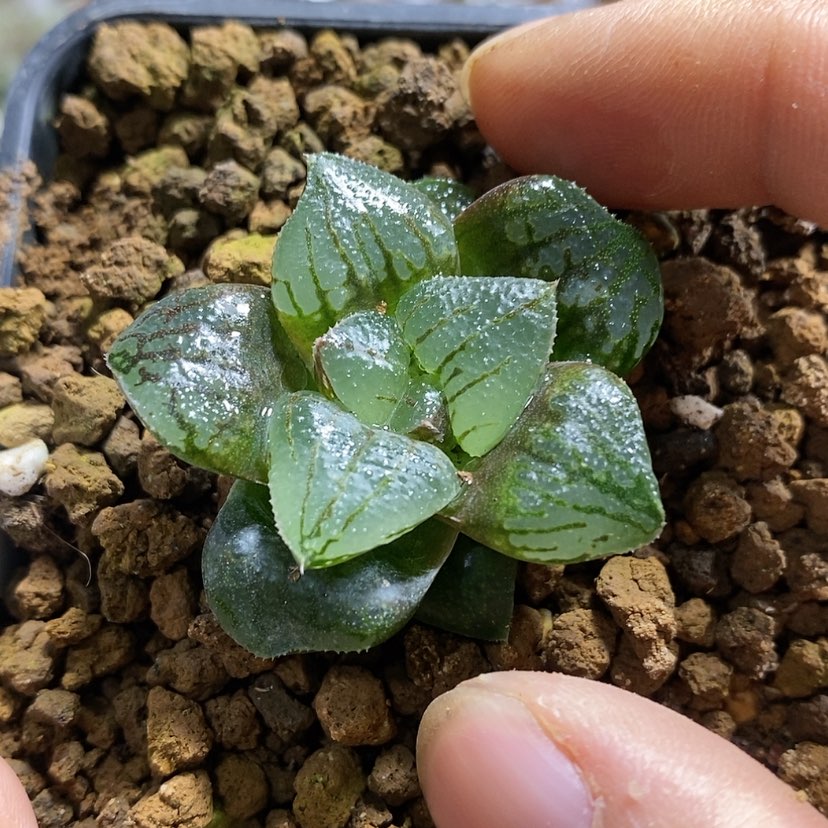 【闪购商品】428实生