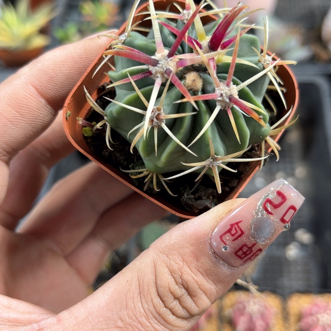 宽刺日出单头发货有根发货