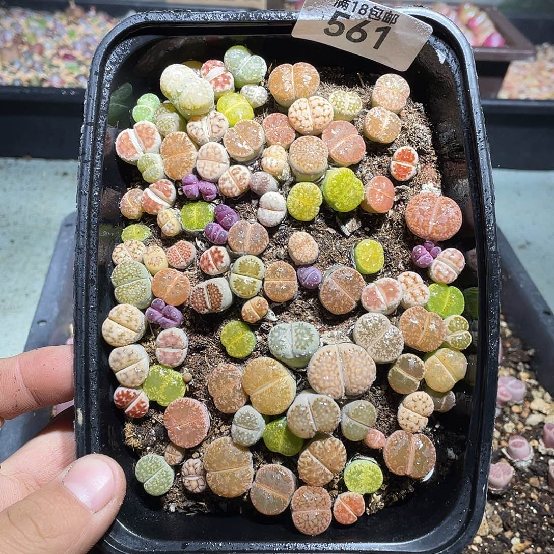 561当天凑满十八元包邮生石花