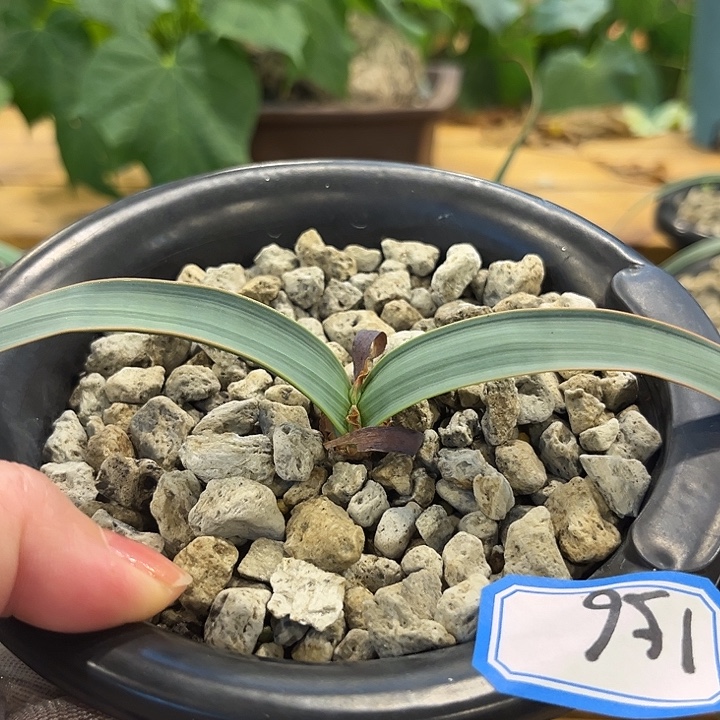 海***）汤圆植物百岁兰156