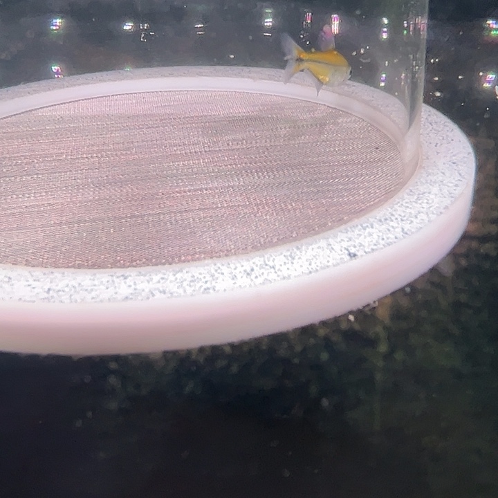 灯科鱼粉色40 白金赫拉