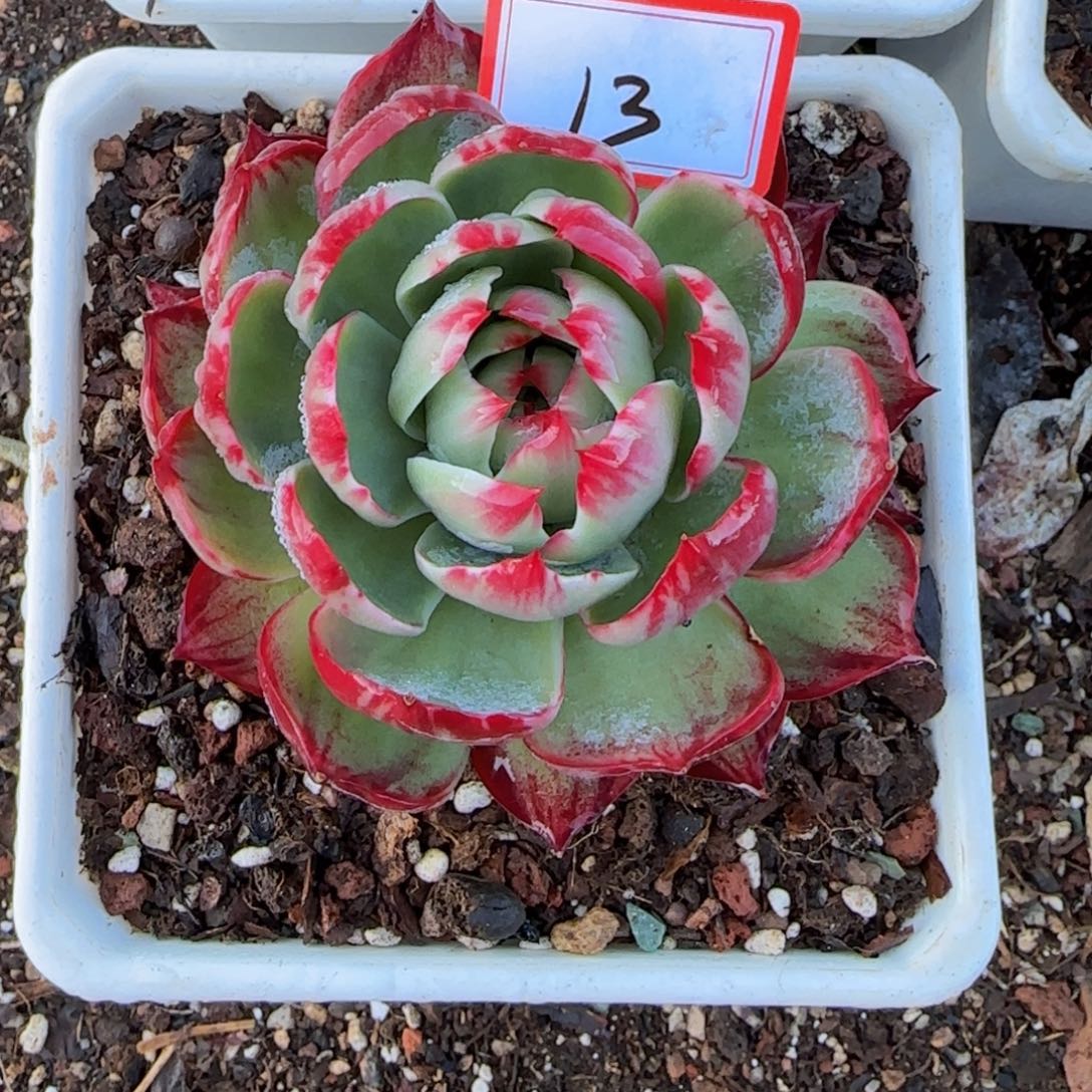 13                   