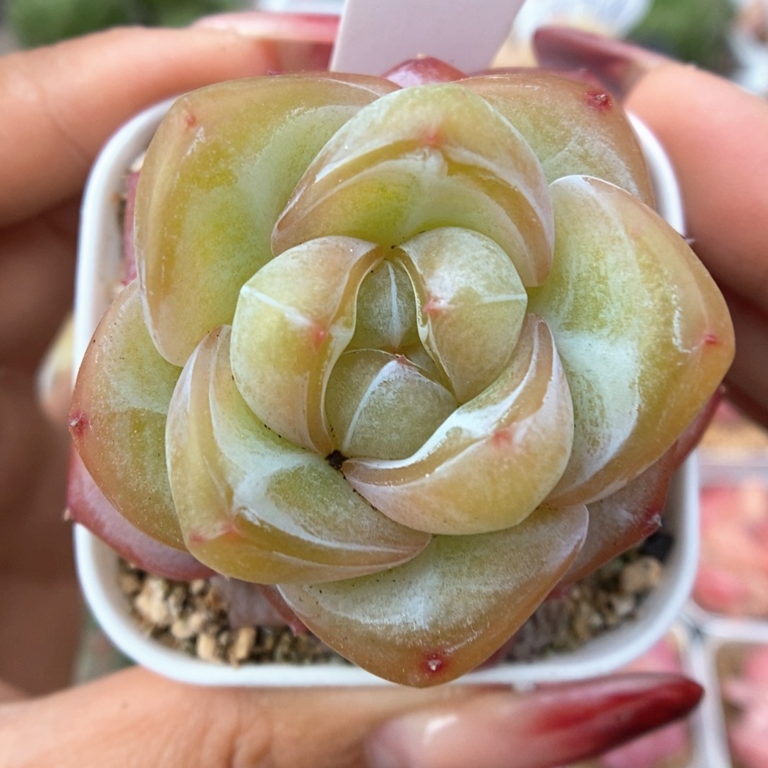 金雀可拍964号。 