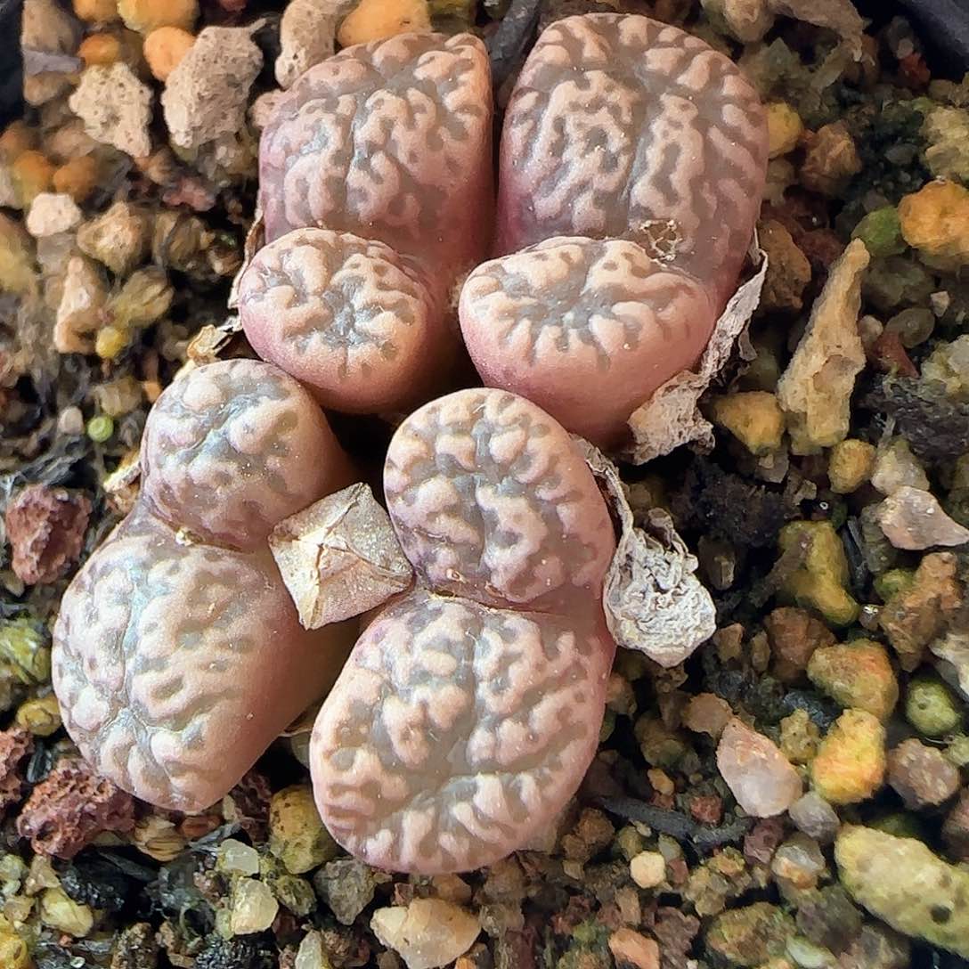 脱土年后发货24649