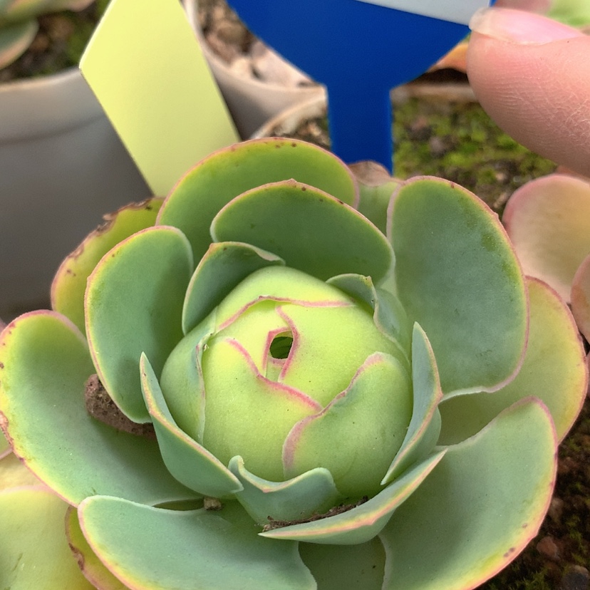 【闪购商品】yjj327