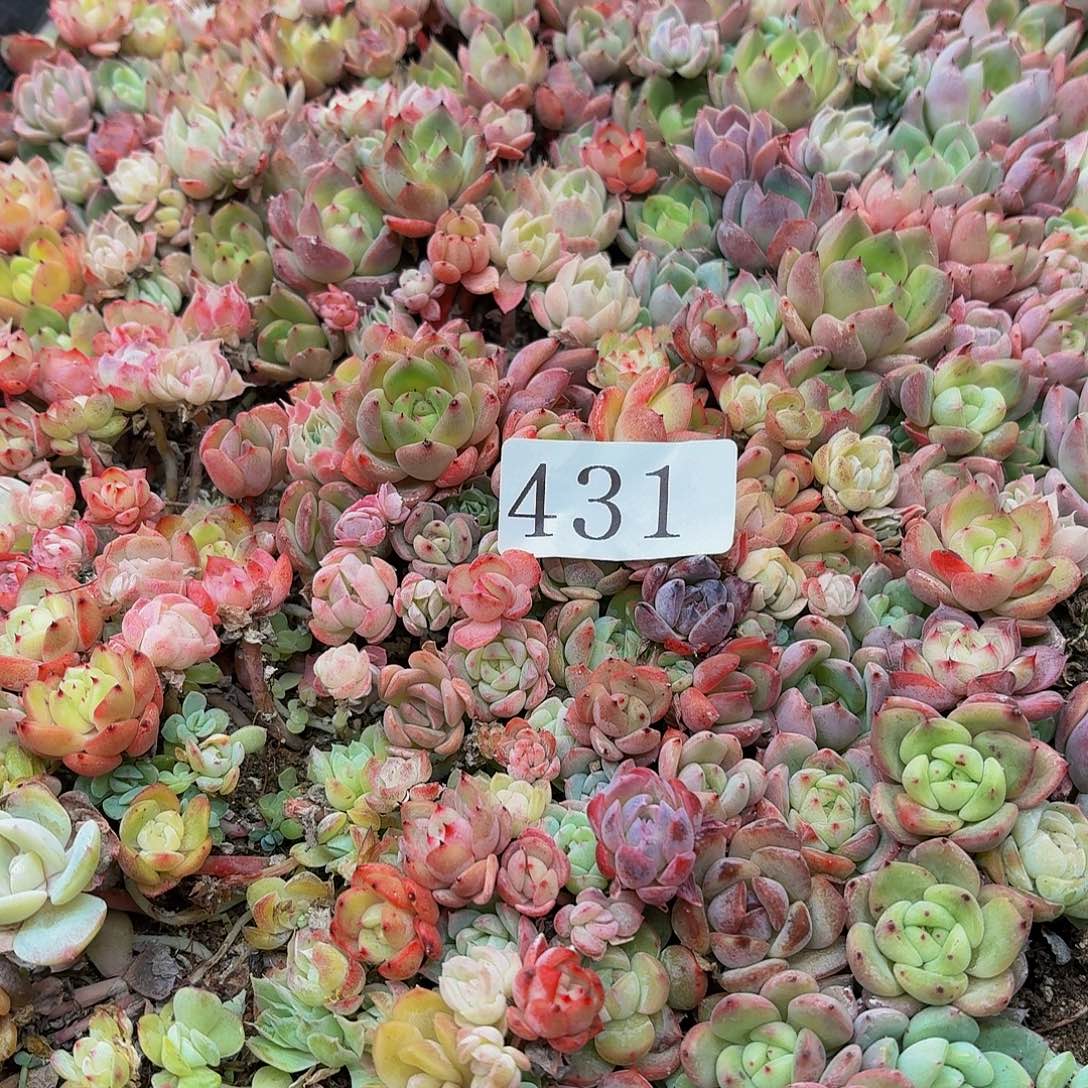 多肉植物多肉植物431