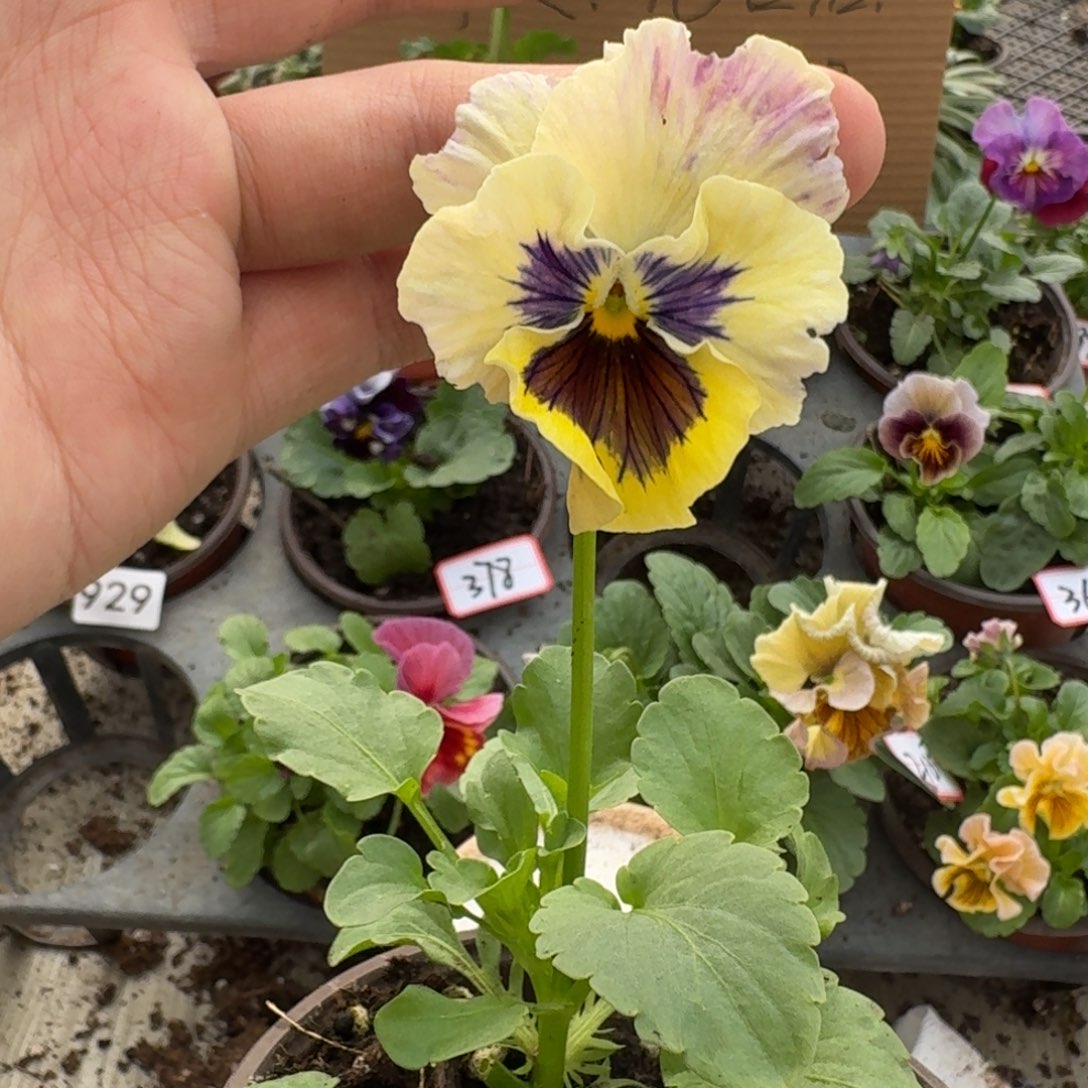 大部分花苞少量开放338