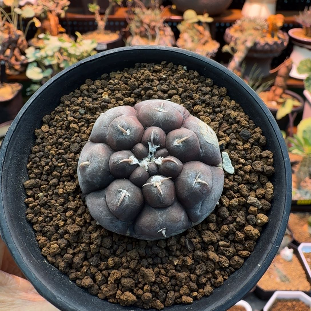 实生铅皮795 仙人掌