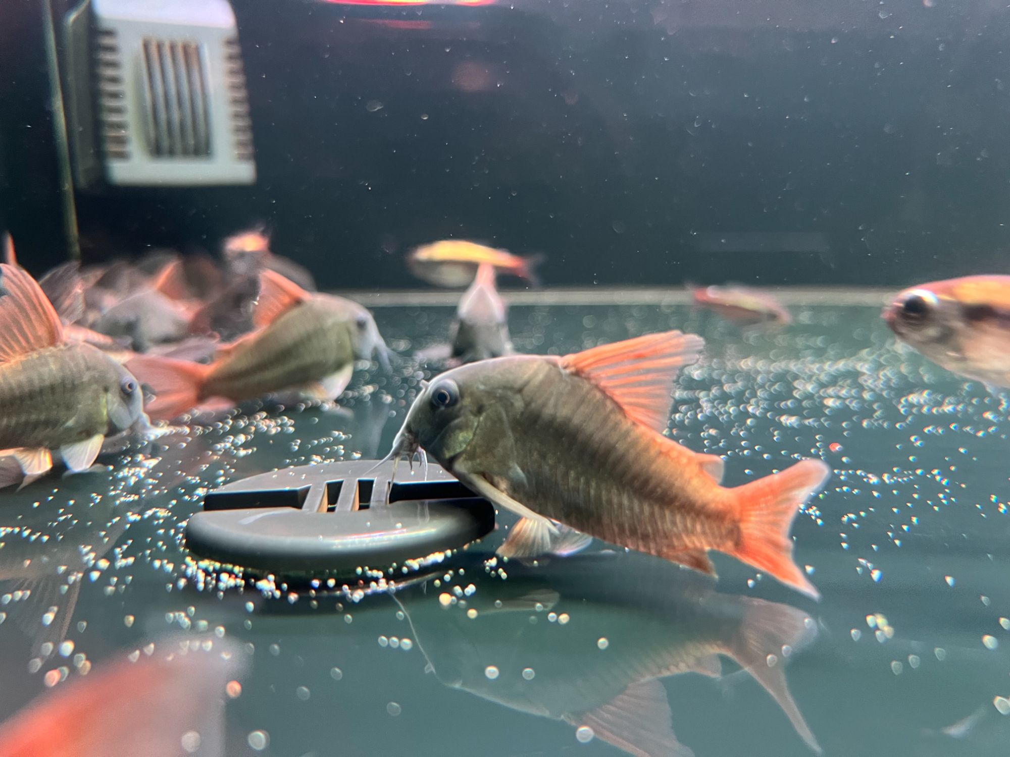 南美鼠鱼高翅黑豆豹