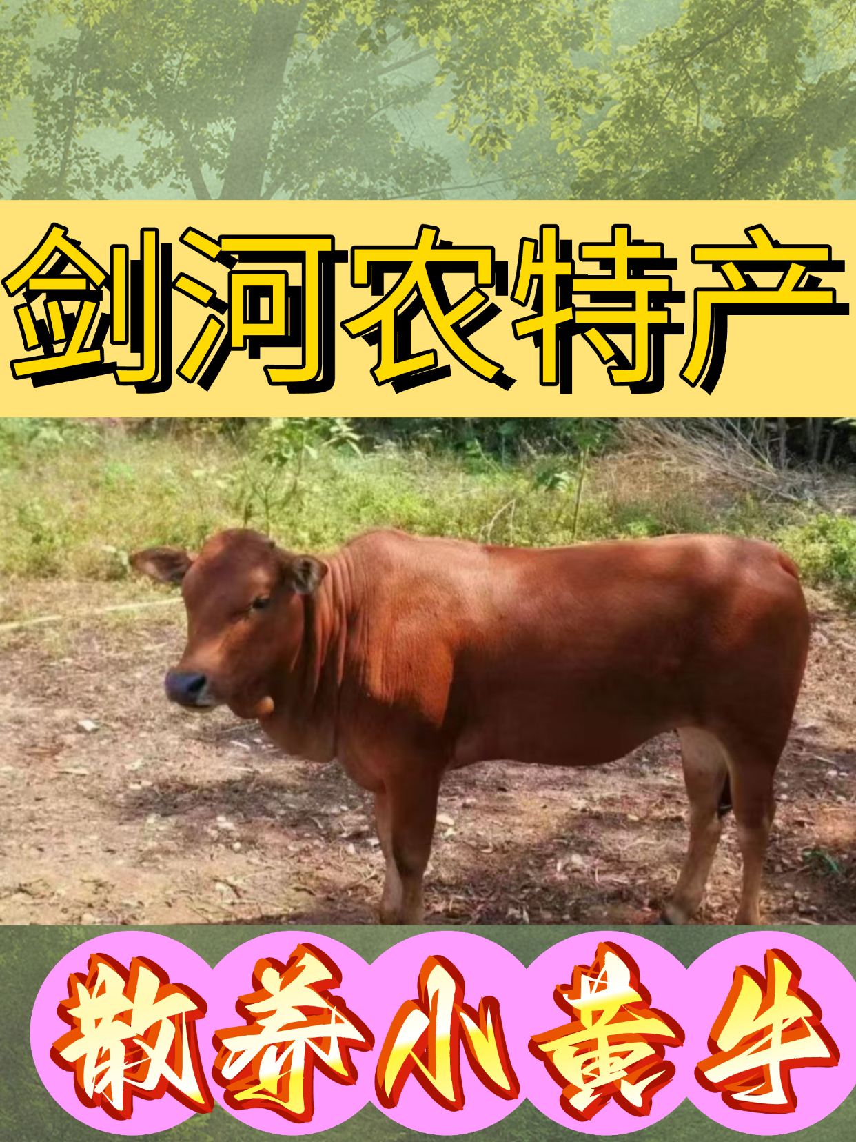 剑河散养小黄直播间现切现拍包邮