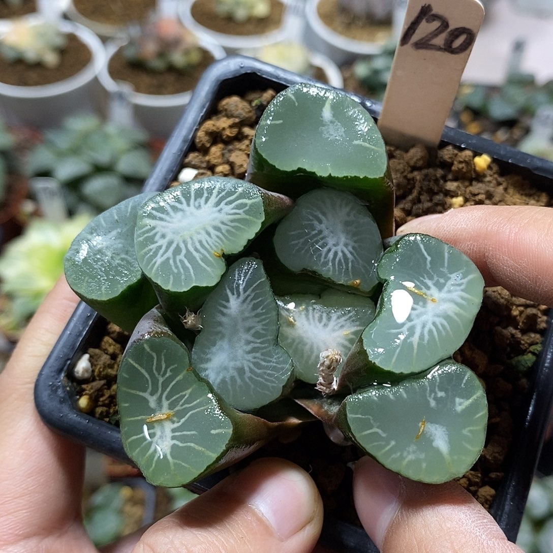 120大宝母本十二多肉