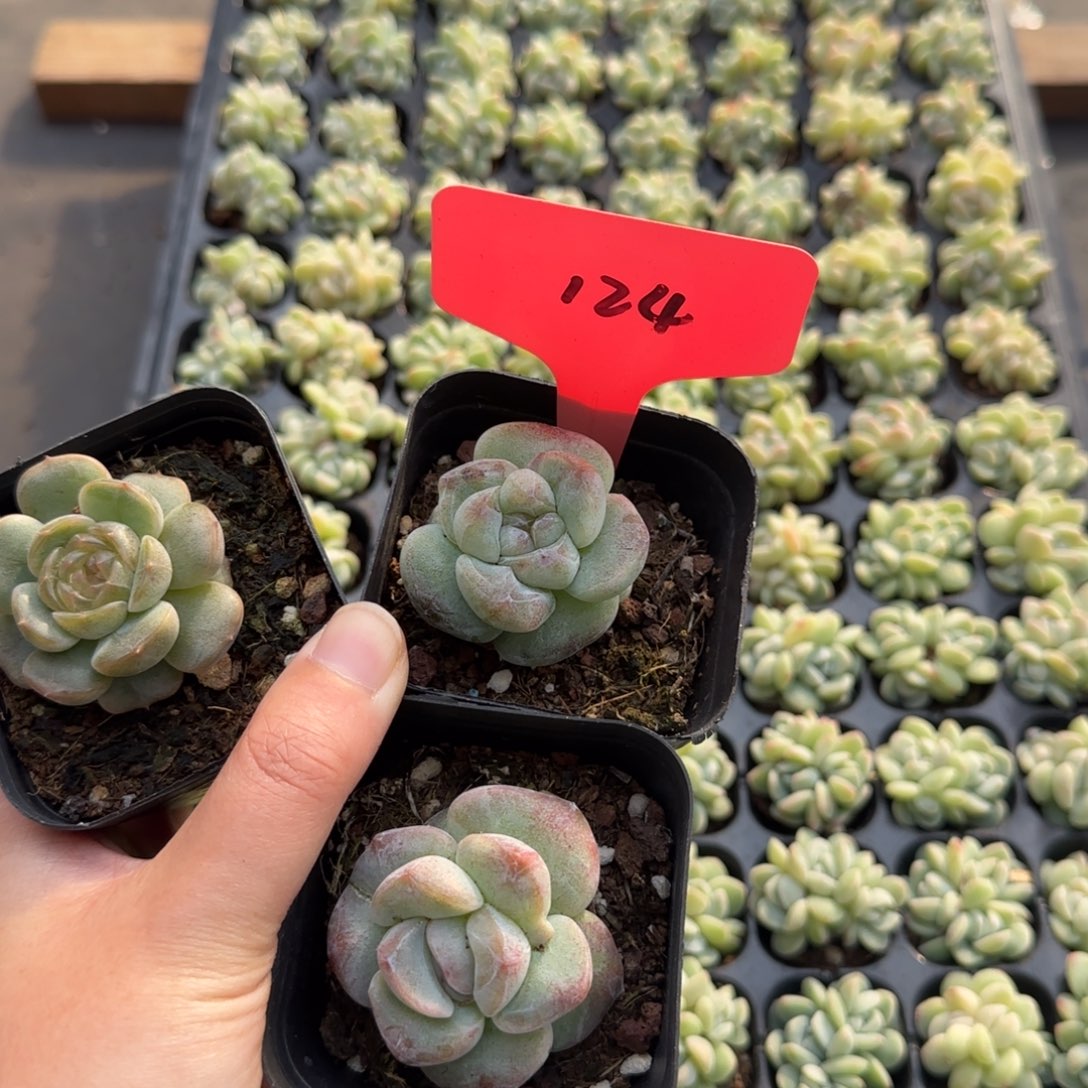 124哈哈哈哈哈嗝哈哈哈哈哈