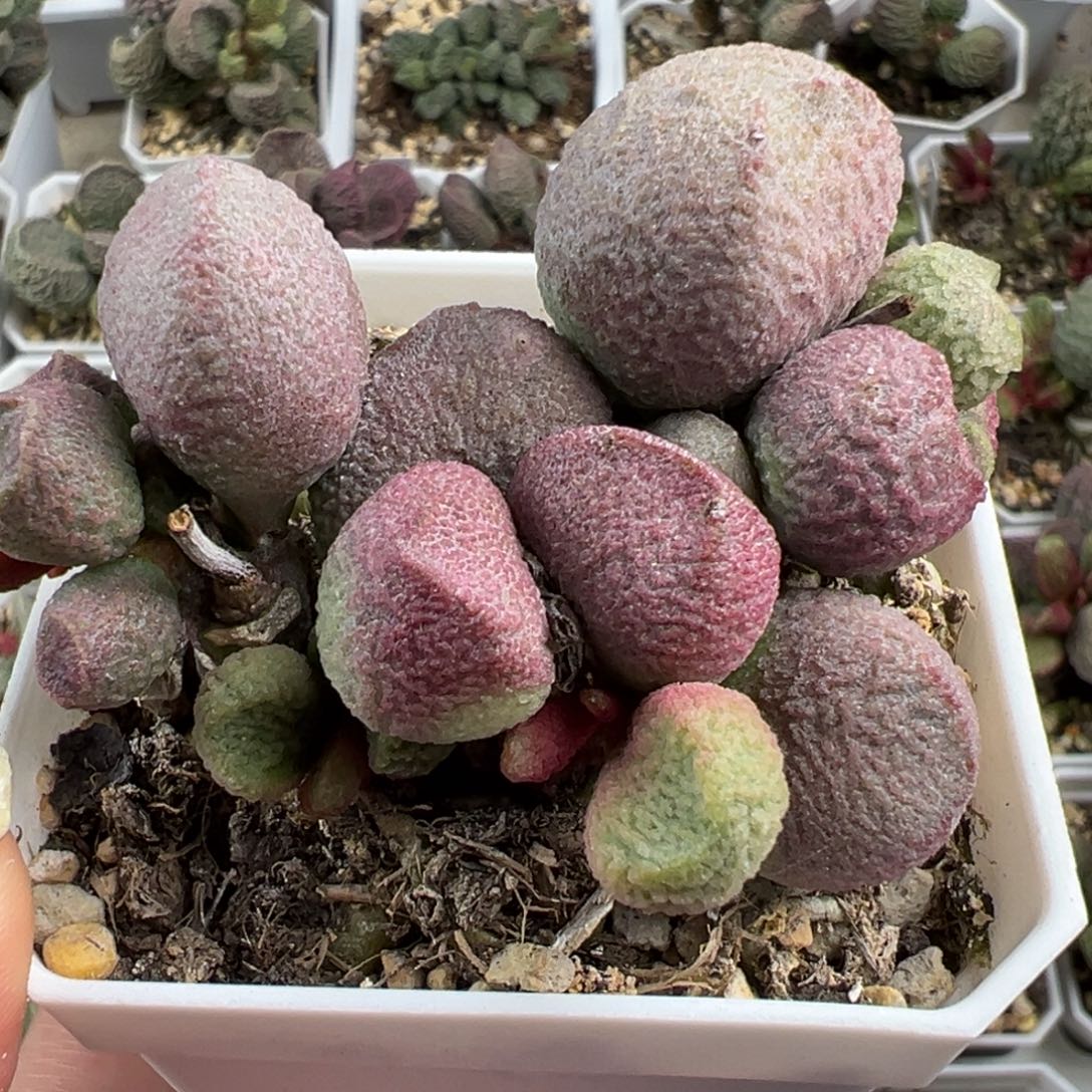 满盆红烧肉老桩多肉植物水泡