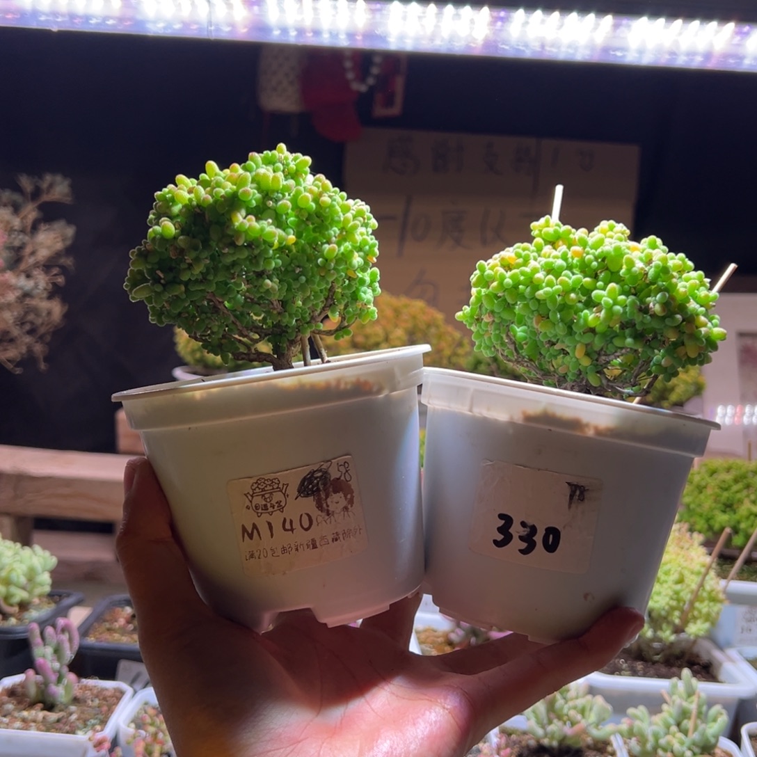****️组合一物一拍包开箱