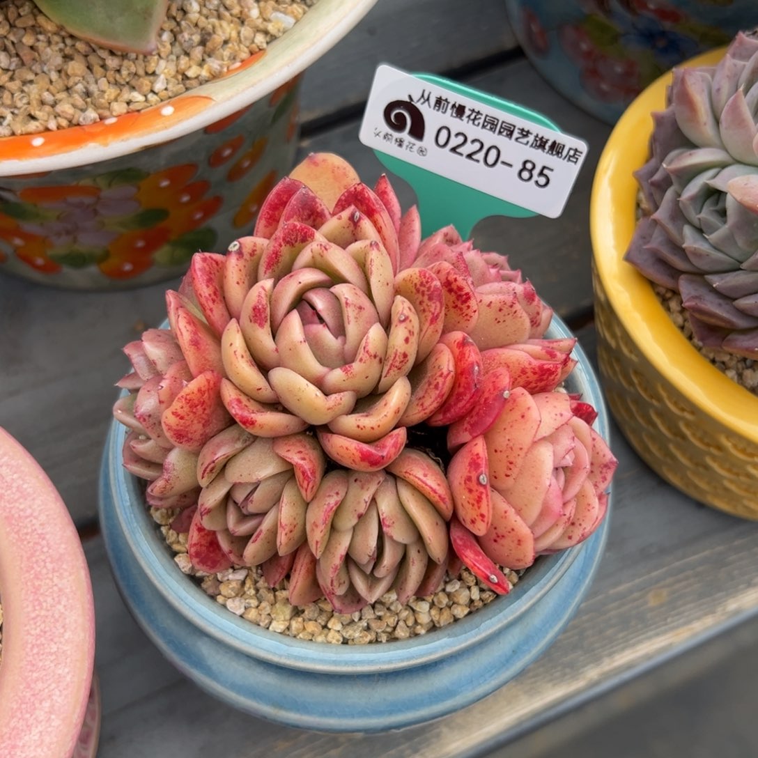 多肉一物一拍0220-85