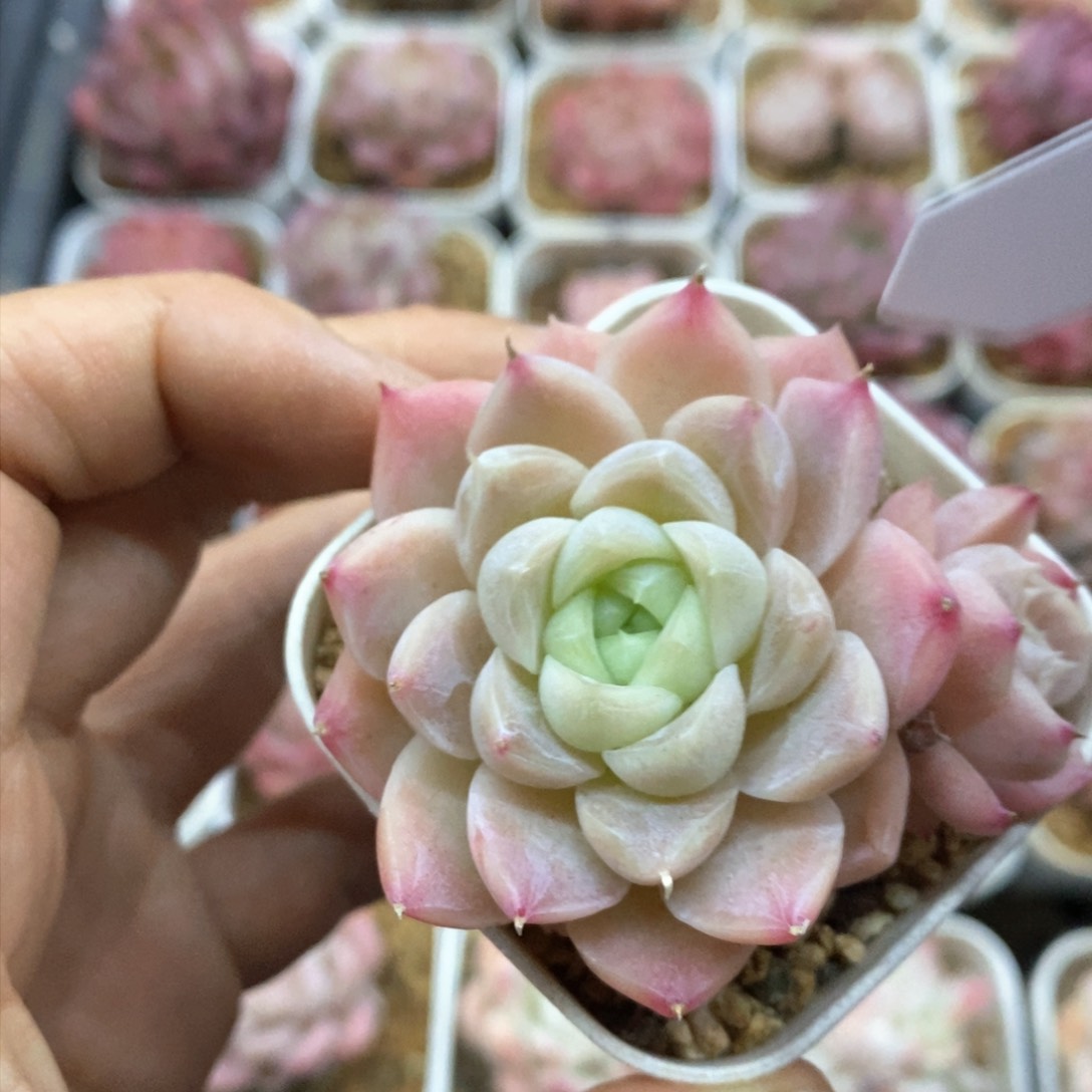 多肉植物一物一拍414