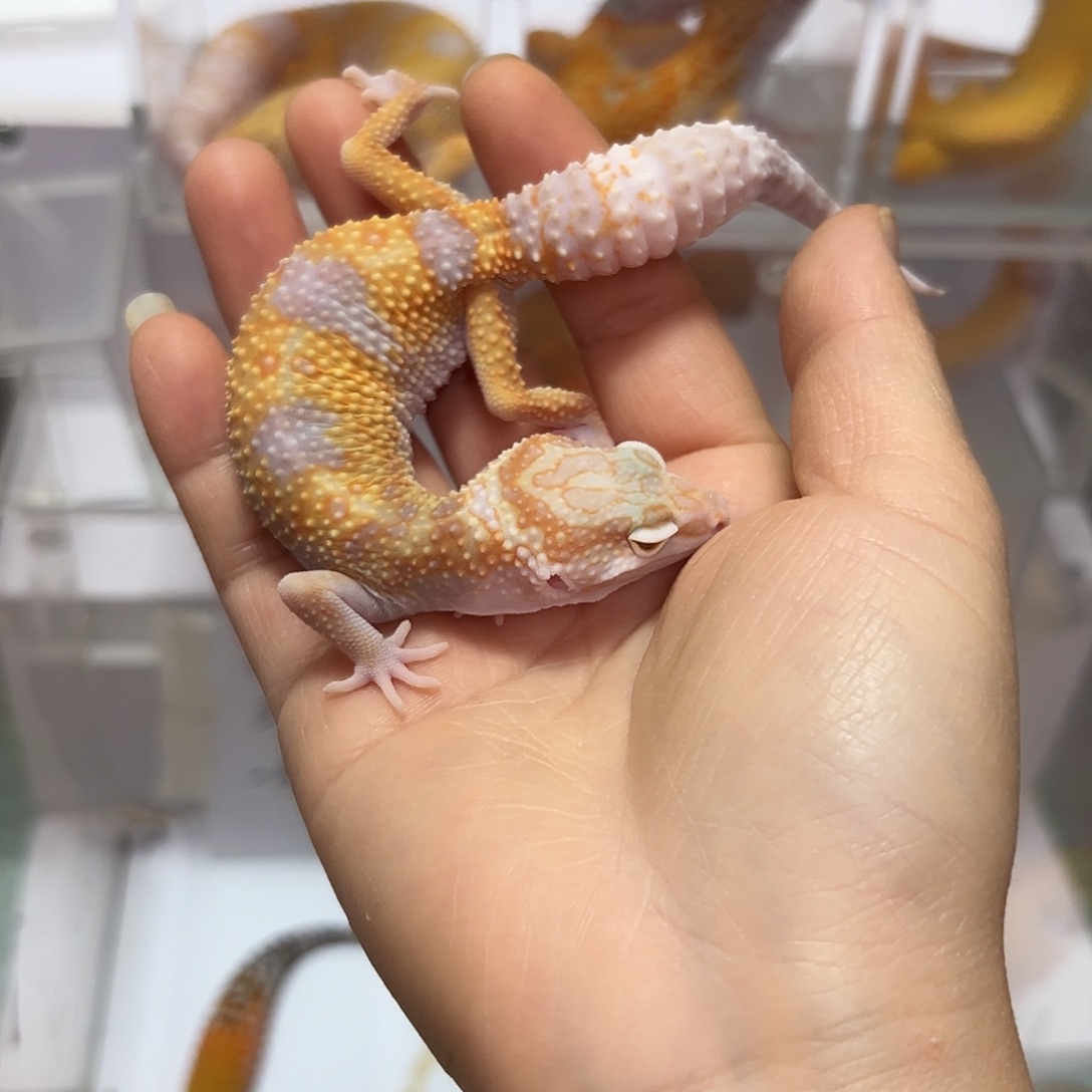 豹纹守宫豹纹守宫