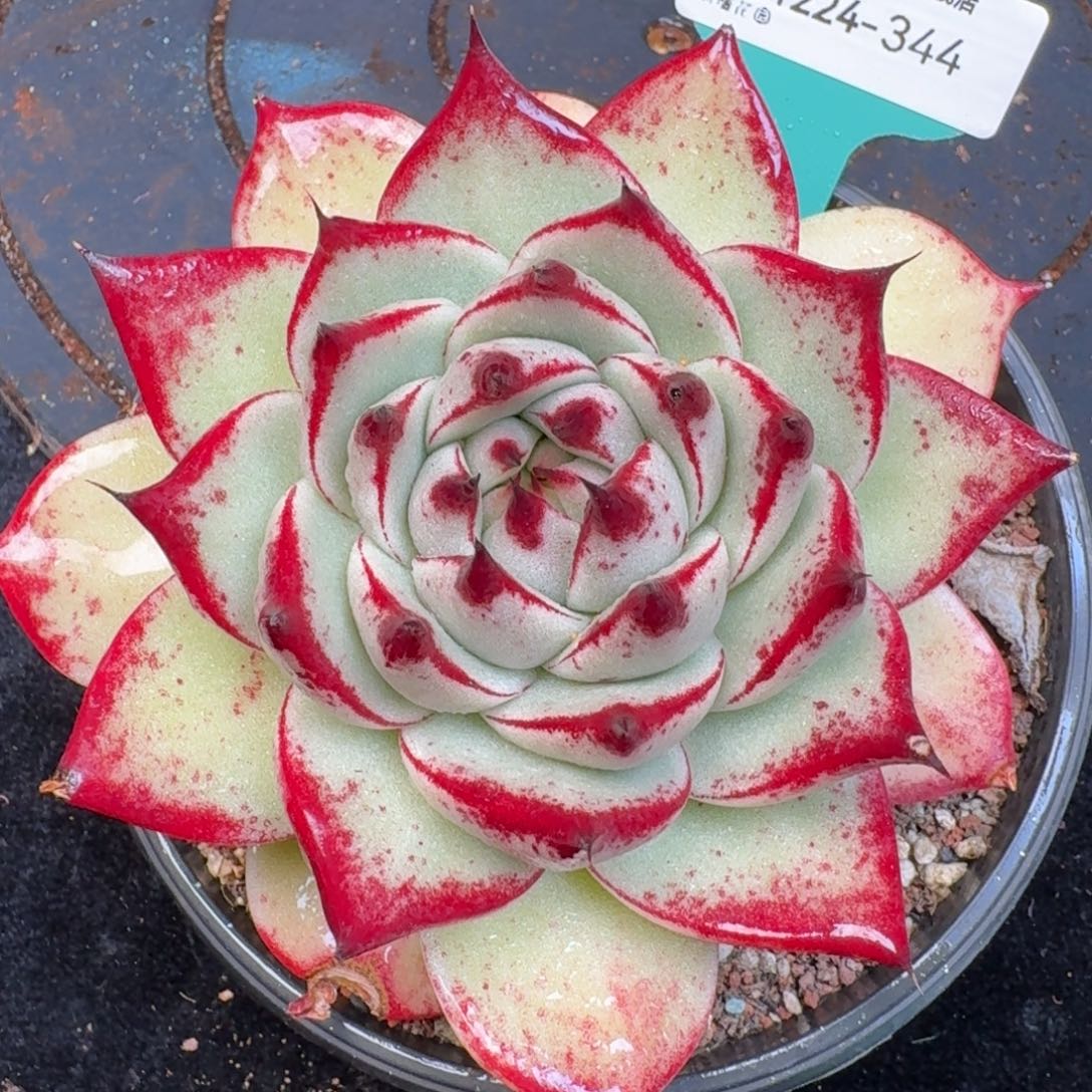 从前慢多肉精选编号1224.344