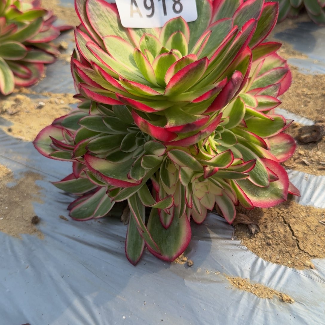 918荔枝。多肉植物